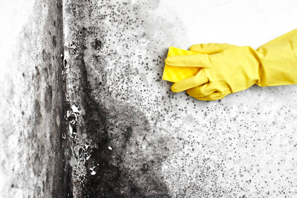 Mold Remediation for Vacation Homes