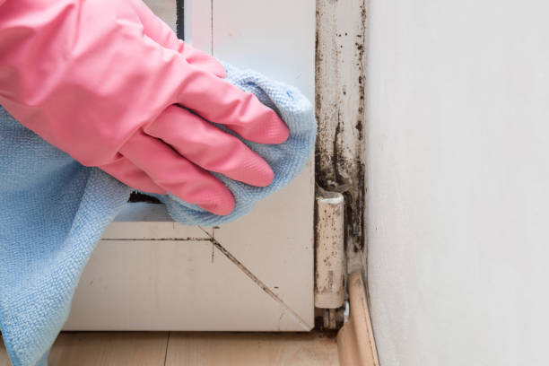 Trusted Bon Secour, AL Mold Remediation Experts